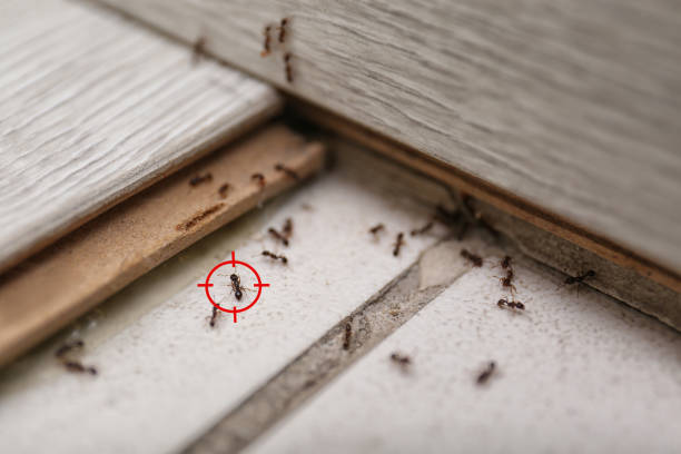 Best Commercial Pest Control Services  in Redwood City, CA