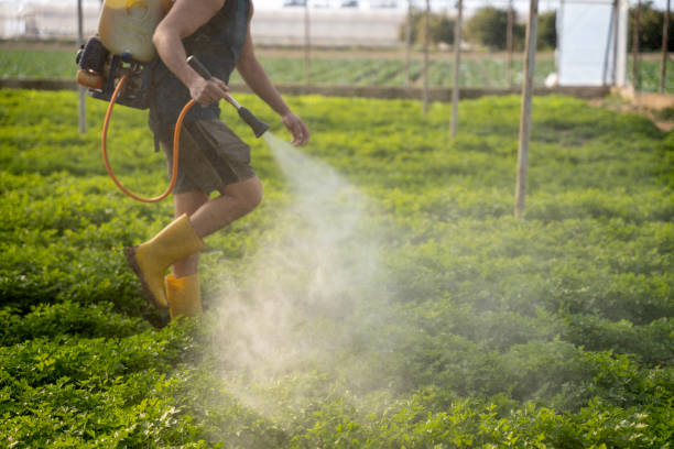 Best Pest Removal Services  in Redwood City, CA