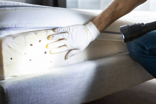 Best Affordable Pest Control Services  in Redwood City, CA